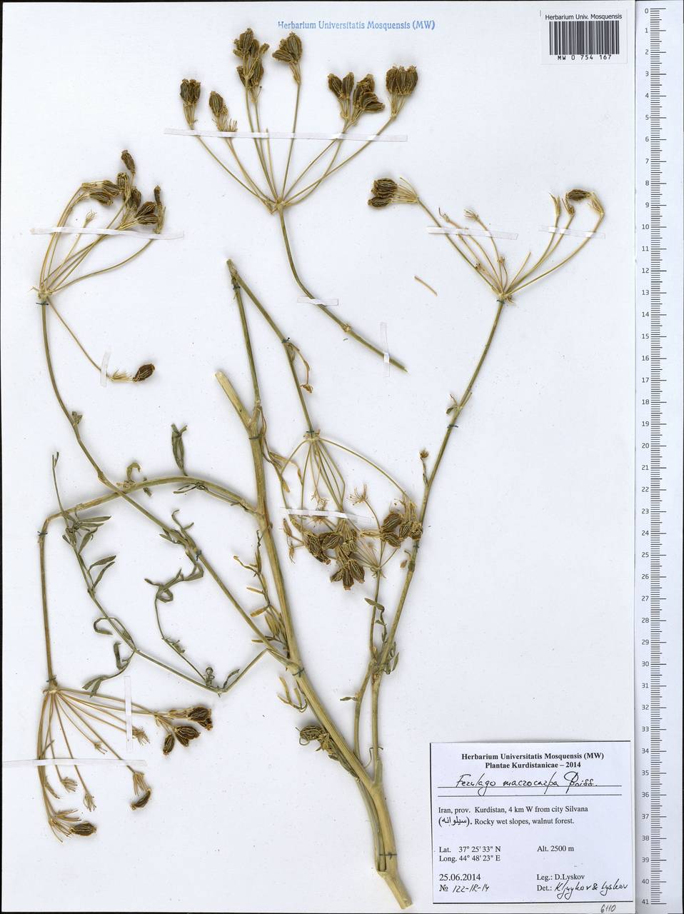 Ferulago macrocarpa (Fenzl) Boiss., South Asia, South Asia (Asia outside ex-Soviet states and Mongolia) (ASIA) (Iran)