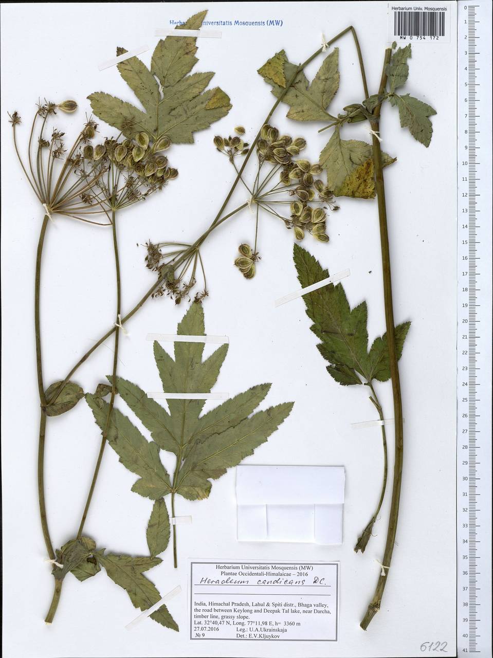 Tetrataenium candicans (Wall. ex DC.) Manden., South Asia, South Asia (Asia outside ex-Soviet states and Mongolia) (ASIA) (India)