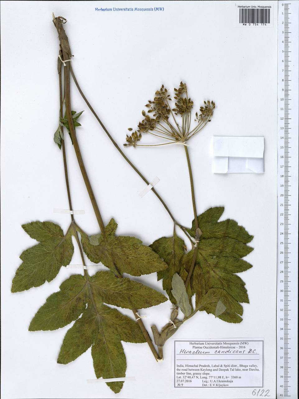 Tetrataenium candicans (Wall. ex DC.) Manden., South Asia, South Asia (Asia outside ex-Soviet states and Mongolia) (ASIA) (India)