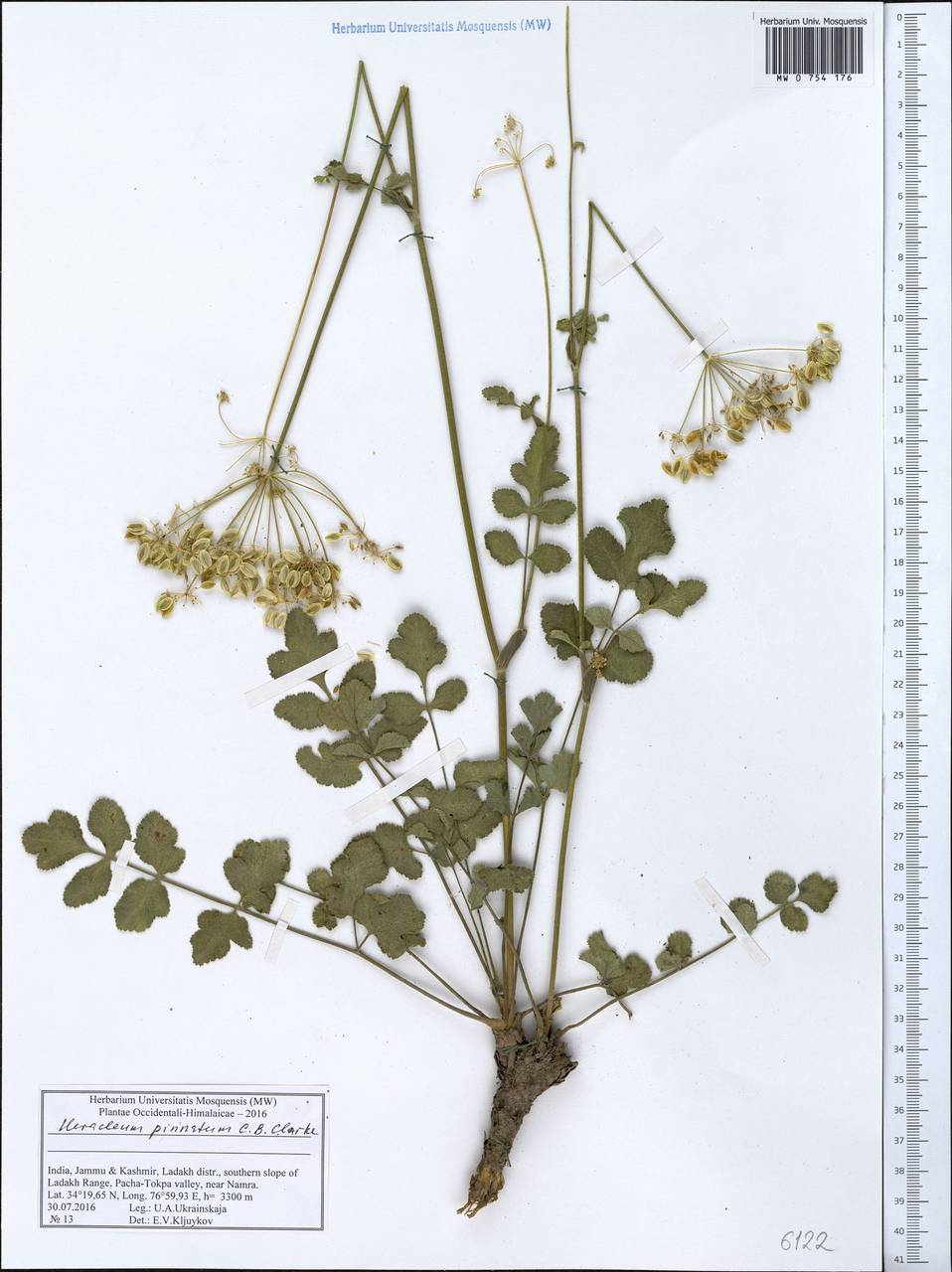 Tetrataenium pinnatum (C. B. Clarke) Manden., South Asia, South Asia (Asia outside ex-Soviet states and Mongolia) (ASIA) (India)