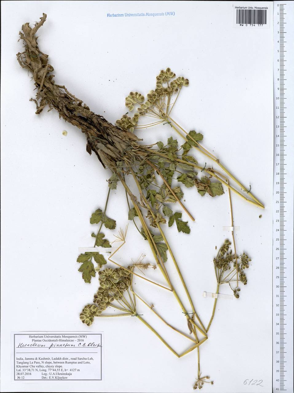 Tetrataenium pinnatum (C. B. Clarke) Manden., South Asia, South Asia (Asia outside ex-Soviet states and Mongolia) (ASIA) (India)