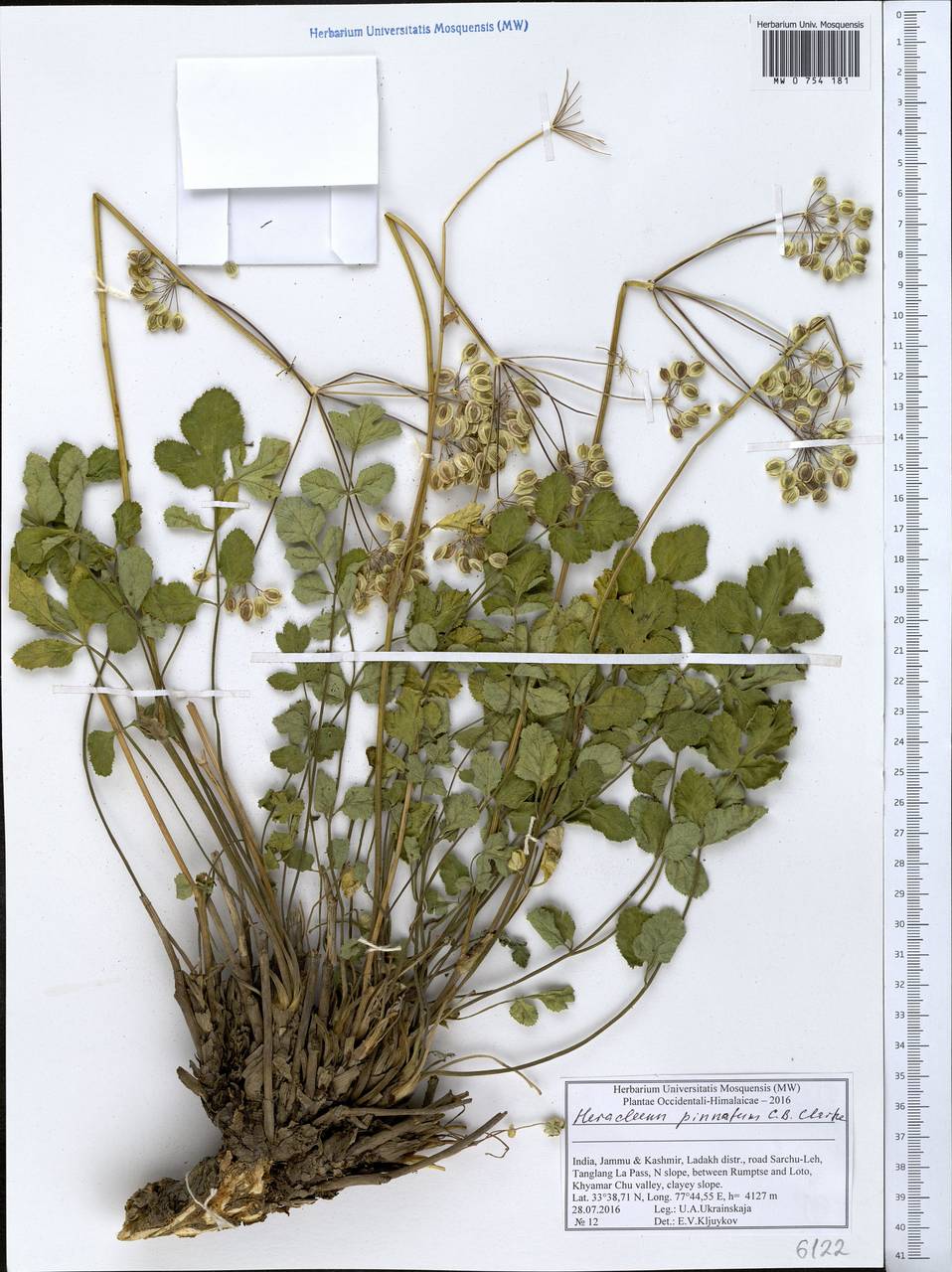Tetrataenium pinnatum (C. B. Clarke) Manden., South Asia, South Asia (Asia outside ex-Soviet states and Mongolia) (ASIA) (India)