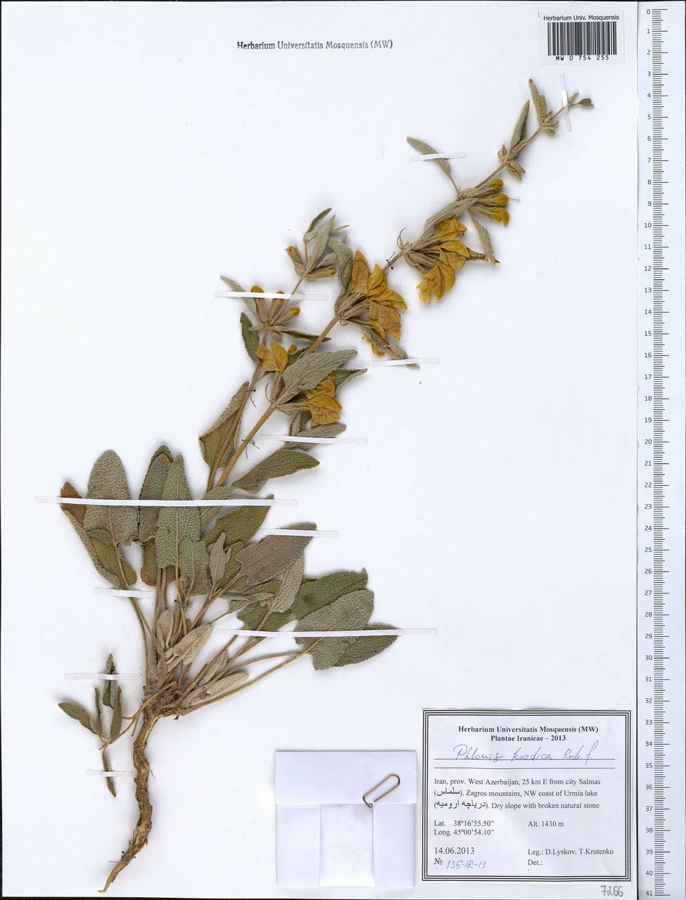 Phlomis kurdica Rech.fil., South Asia, South Asia (Asia outside ex-Soviet states and Mongolia) (ASIA) (Iran)