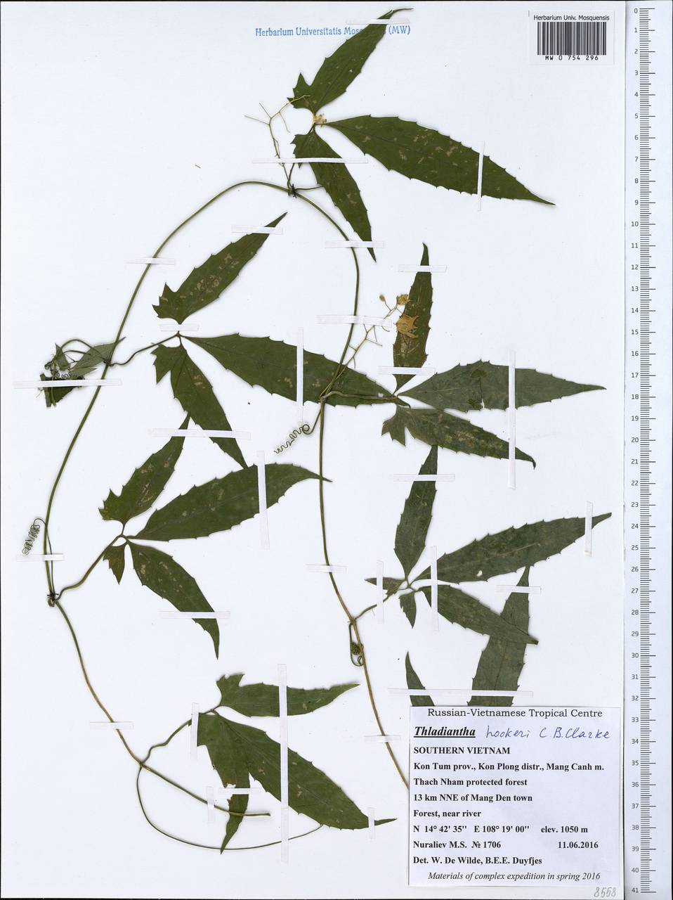 Thladiantha hookeri C.B. Clarke, South Asia, South Asia (Asia outside ex-Soviet states and Mongolia) (ASIA) (Vietnam)