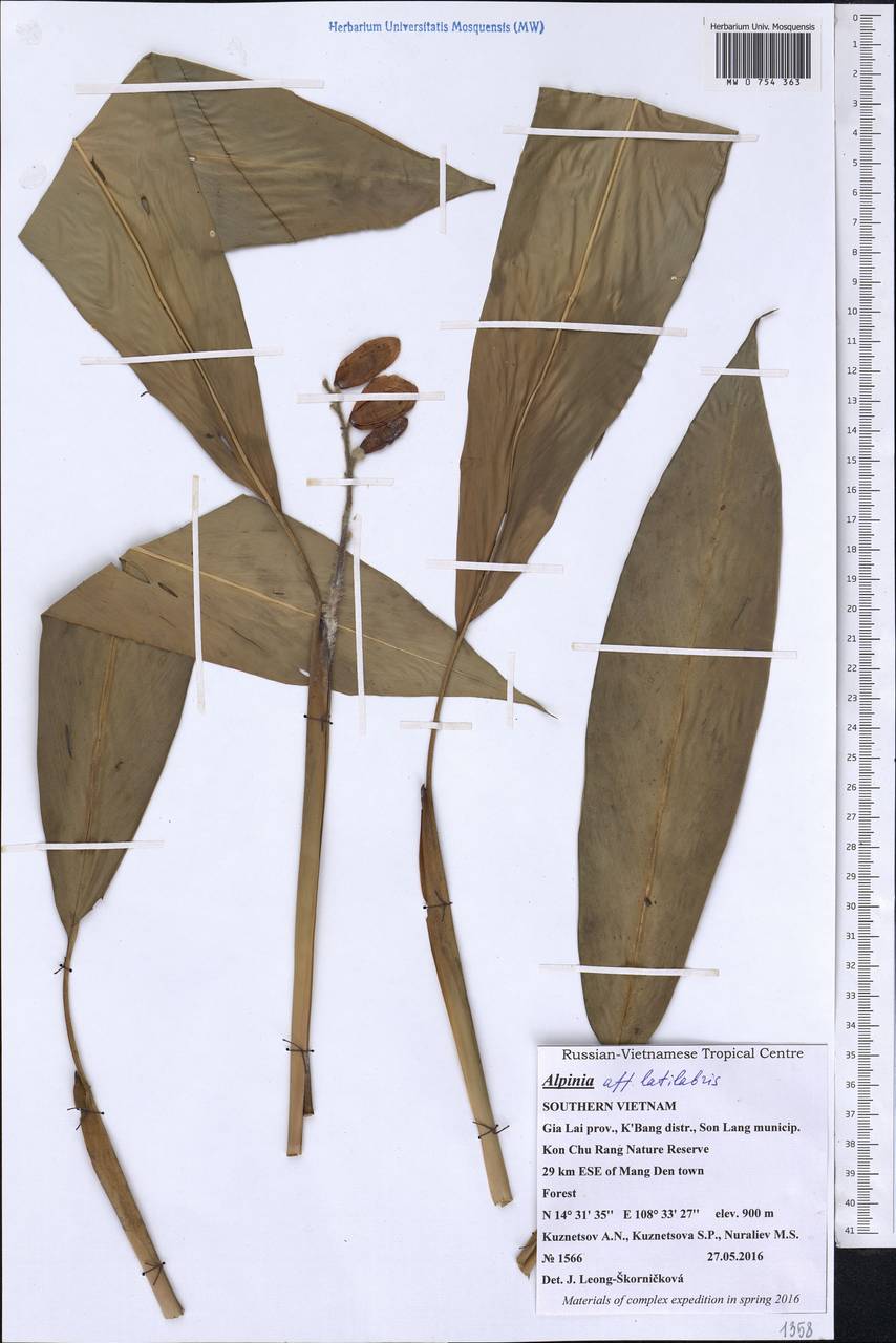 Alpinia latilabris Ridl., South Asia, South Asia (Asia outside ex-Soviet states and Mongolia) (ASIA) (Vietnam)