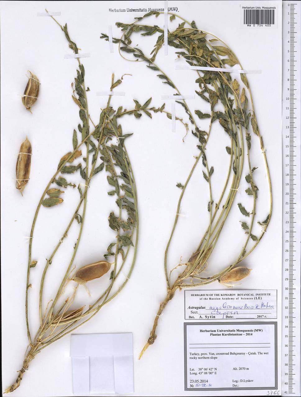 Astragalus aegobromus Boiss. & Hohen., South Asia, South Asia (Asia outside ex-Soviet states and Mongolia) (ASIA) (Turkey)