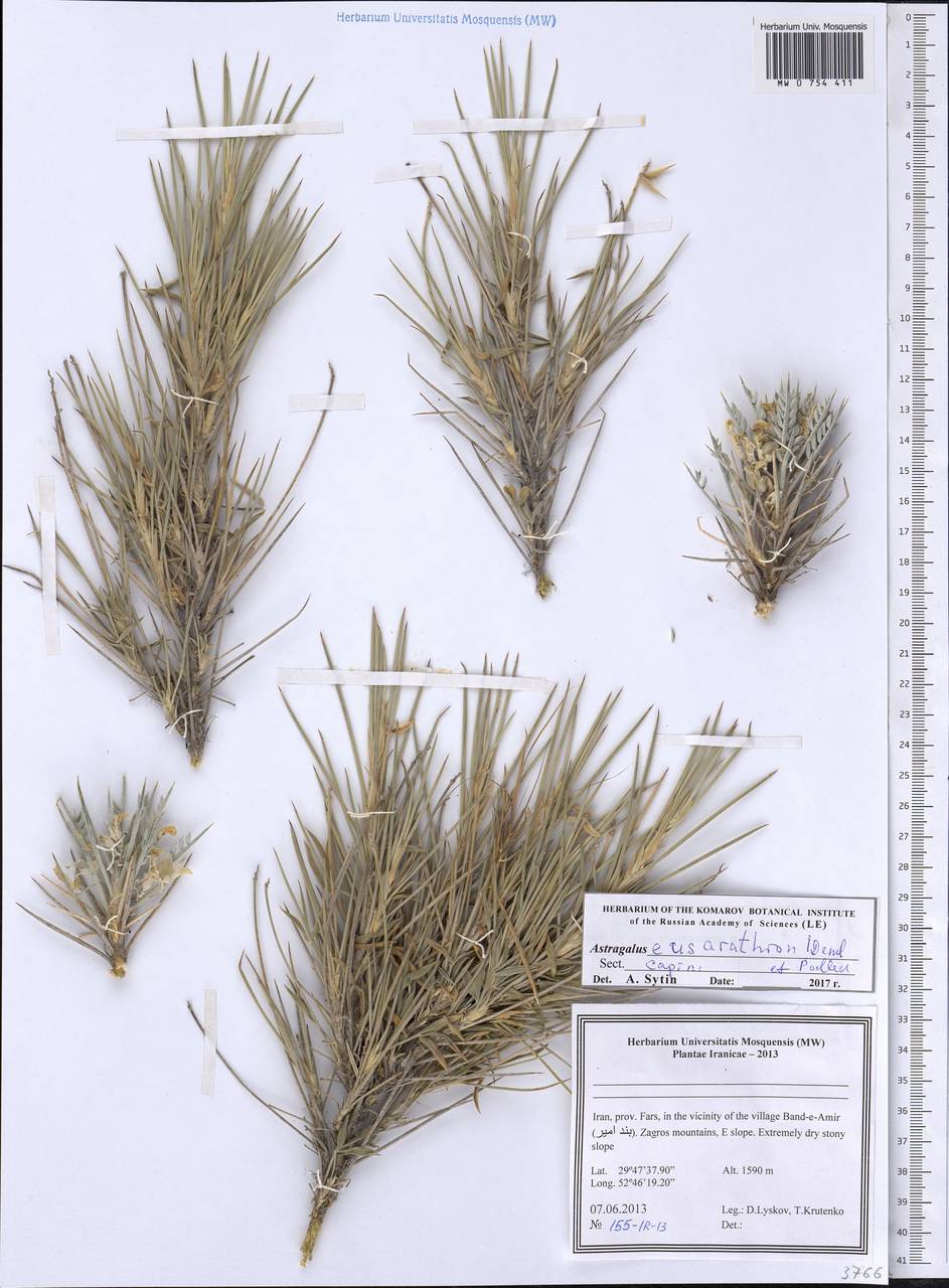 Astragalus eusarathron Kress-Deml & D. Podl., South Asia, South Asia (Asia outside ex-Soviet states and Mongolia) (ASIA) (Iran)