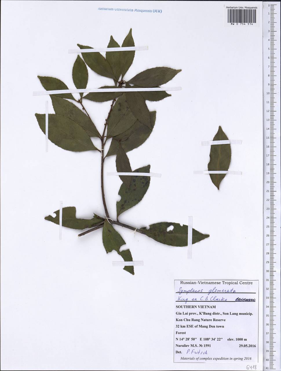 Symplocos glomerata King ex C. B. Cl., South Asia, South Asia (Asia outside ex-Soviet states and Mongolia) (ASIA) (Vietnam)