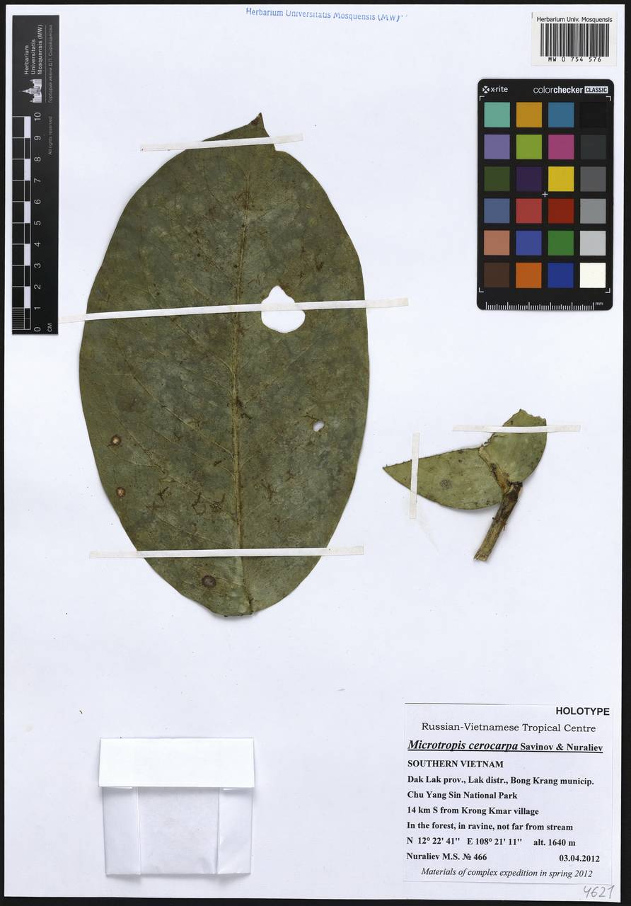 Microtropis cerocarpa Savinov & Nuraliev, South Asia, South Asia (Asia outside ex-Soviet states and Mongolia) (ASIA) (Vietnam)