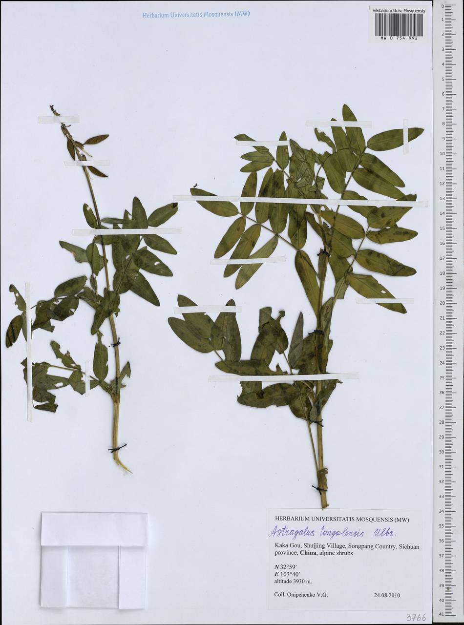 Astragalus tongolensis Ulbr., South Asia, South Asia (Asia outside ex-Soviet states and Mongolia) (ASIA) (China)