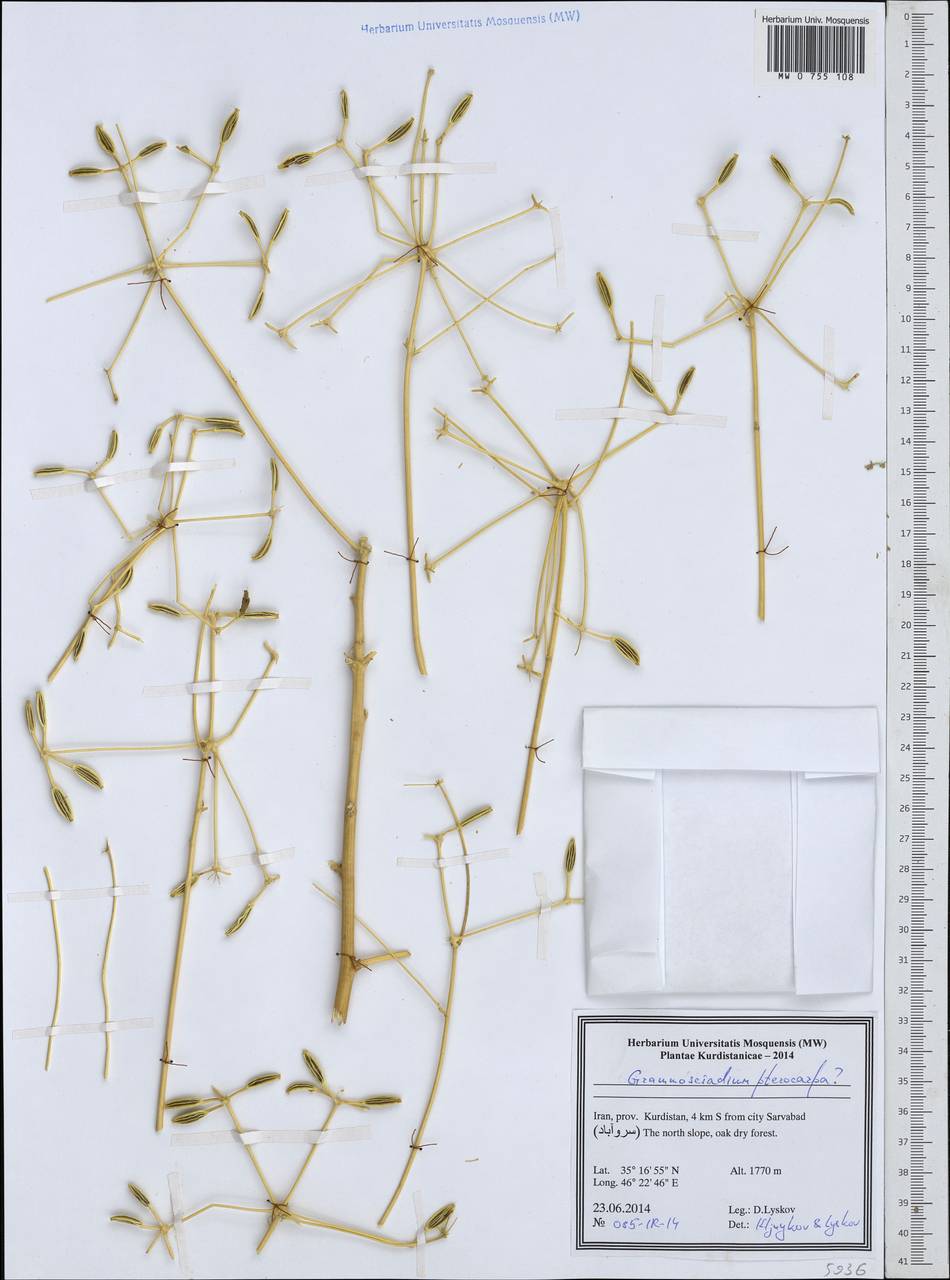 Caropodium pterocarpum subsp. pterocarpum, South Asia, South Asia (Asia outside ex-Soviet states and Mongolia) (ASIA) (Iran)