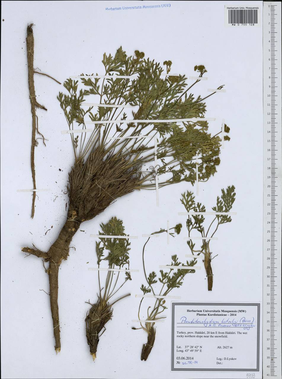 Pseudotrachydium kotschyi (Boiss.) Pimenov & Kljuykov, South Asia, South Asia (Asia outside ex-Soviet states and Mongolia) (ASIA) (Turkey)