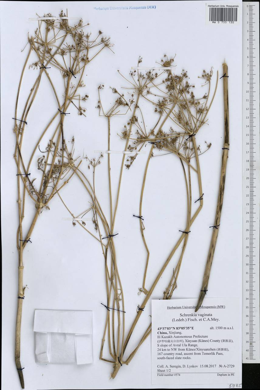 Schrenkia vaginata (Ledeb.) Fisch. & C.A.Mey., South Asia, South Asia (Asia outside ex-Soviet states and Mongolia) (ASIA) (China)
