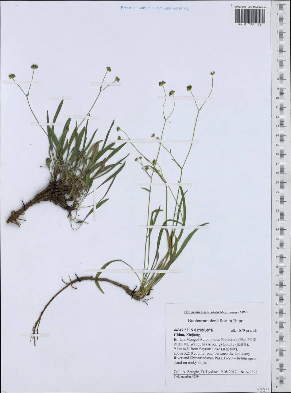 Bupleurum densiflorum Rupr., South Asia, South Asia (Asia outside ex-Soviet states and Mongolia) (ASIA) (China)
