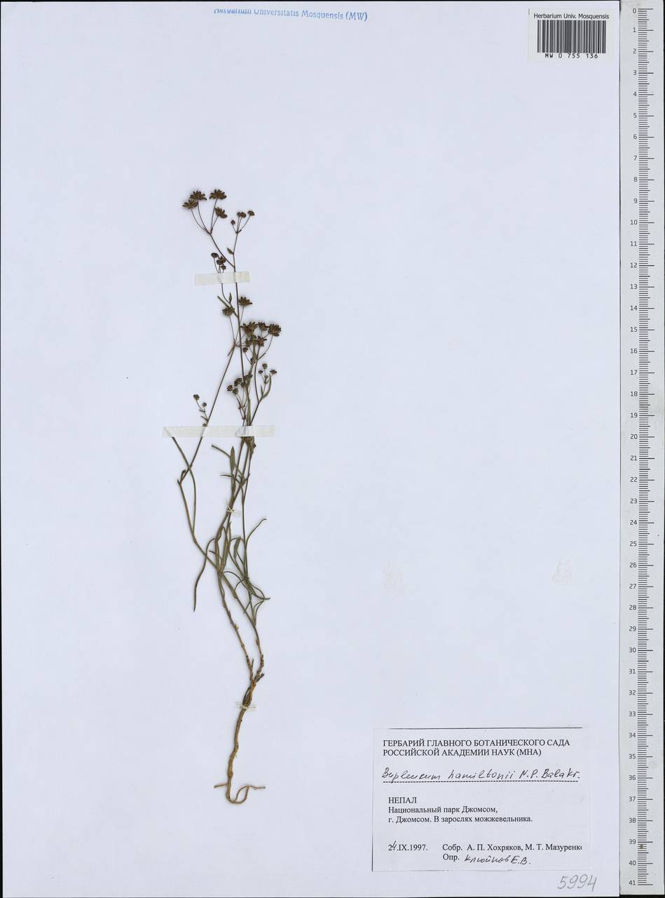 Bupleurum hamiltonii N.P.Balakr., South Asia, South Asia (Asia outside ex-Soviet states and Mongolia) (ASIA) (Nepal)