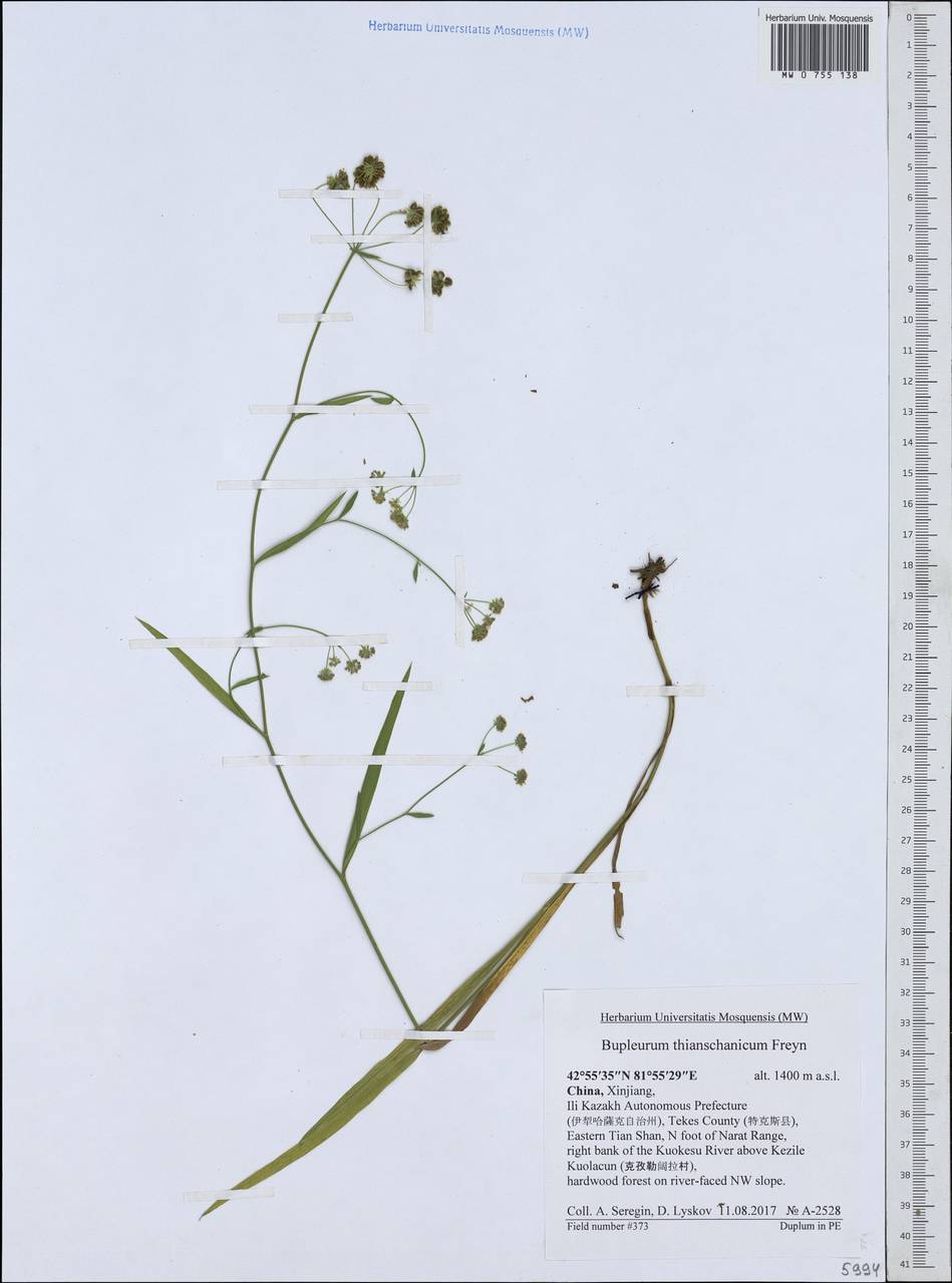 Bupleurum thianschanicum Freyn, South Asia, South Asia (Asia outside ex-Soviet states and Mongolia) (ASIA) (China)