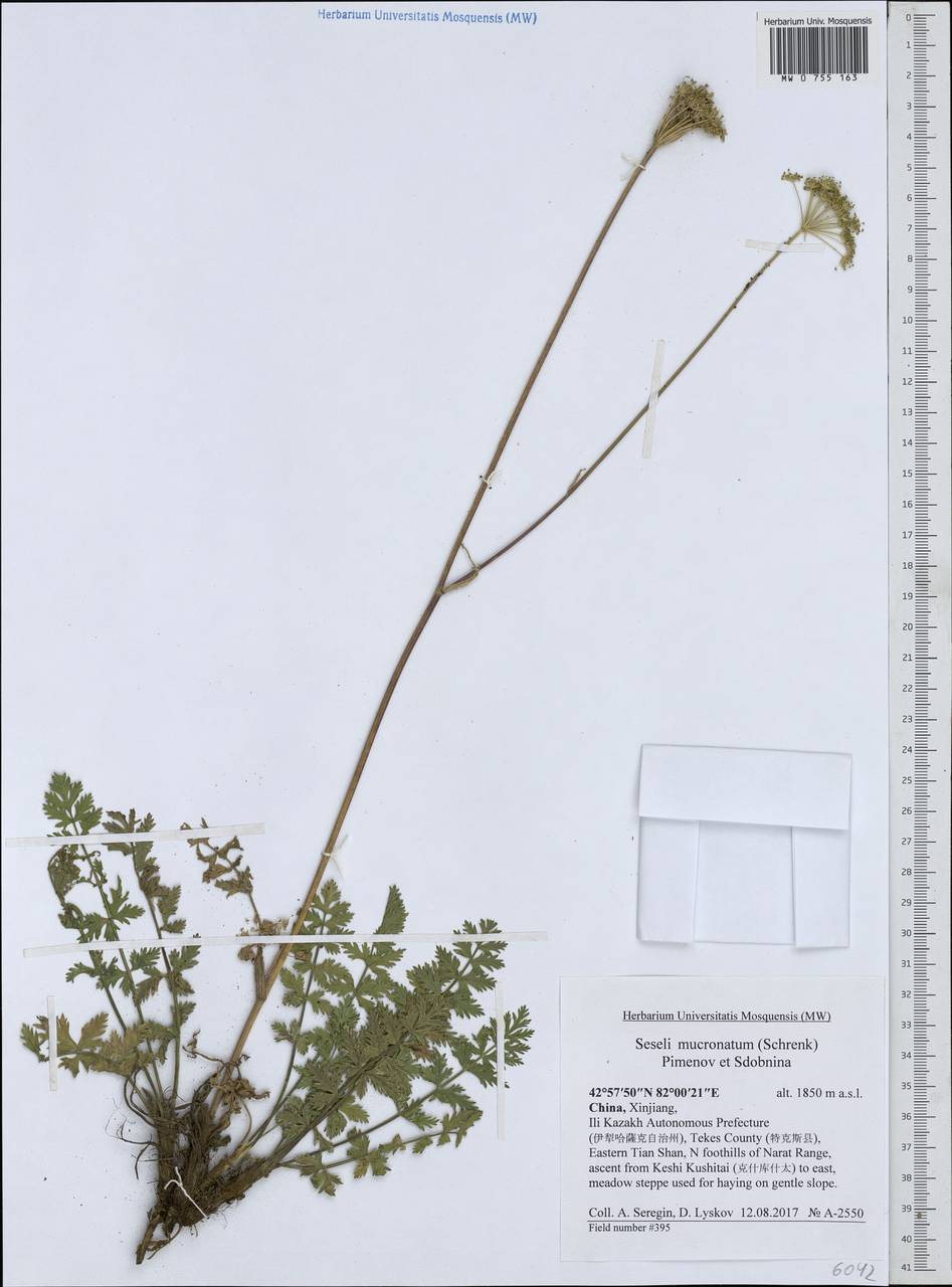 Seseli mucronatum (Schrenk) Pimenov & Sdobnina, South Asia, South Asia (Asia outside ex-Soviet states and Mongolia) (ASIA) (China)