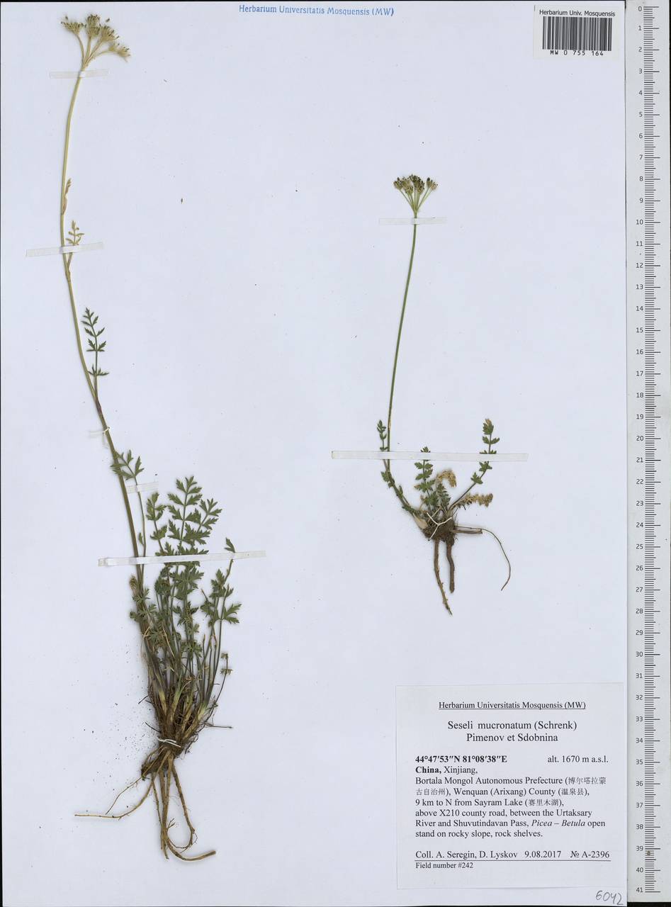 Seseli mucronatum (Schrenk) Pimenov & Sdobnina, South Asia, South Asia (Asia outside ex-Soviet states and Mongolia) (ASIA) (China)