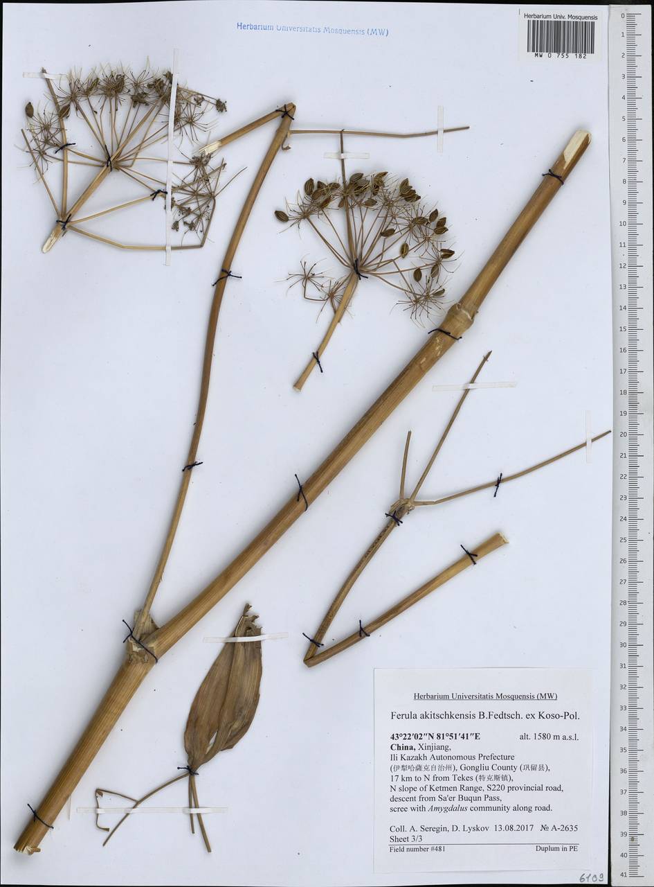 Ferula akitschkensis B.Fedtsch. ex Koso-Pol., South Asia, South Asia (Asia outside ex-Soviet states and Mongolia) (ASIA) (China)