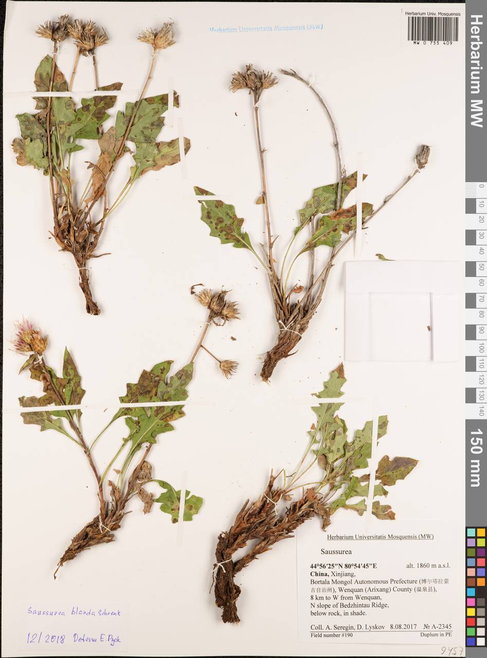 Saussurea blanda Schrenk, South Asia, South Asia (Asia outside ex-Soviet states and Mongolia) (ASIA) (China)
