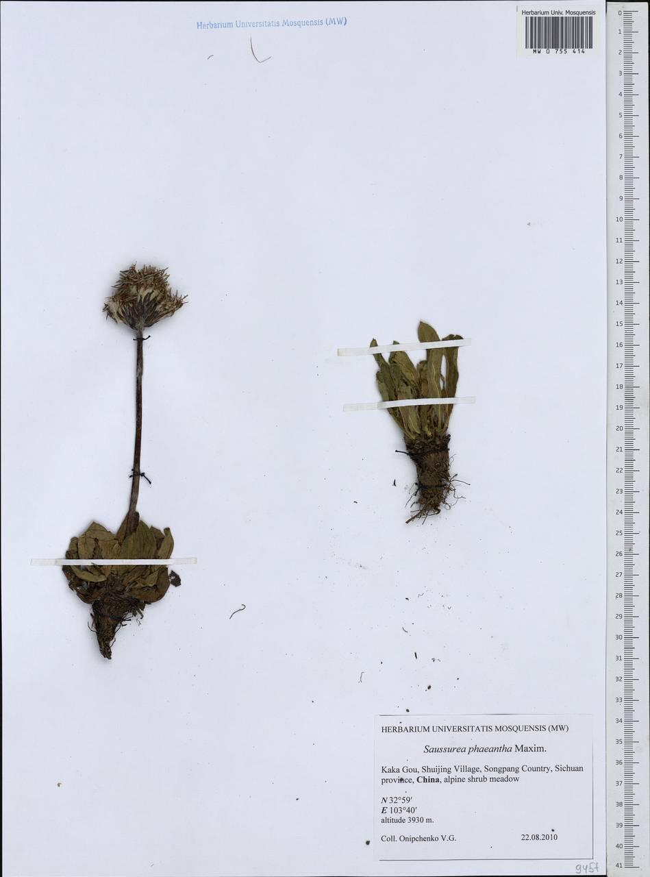 Saussurea phaeantha Maxim., South Asia, South Asia (Asia outside ex-Soviet states and Mongolia) (ASIA) (China)