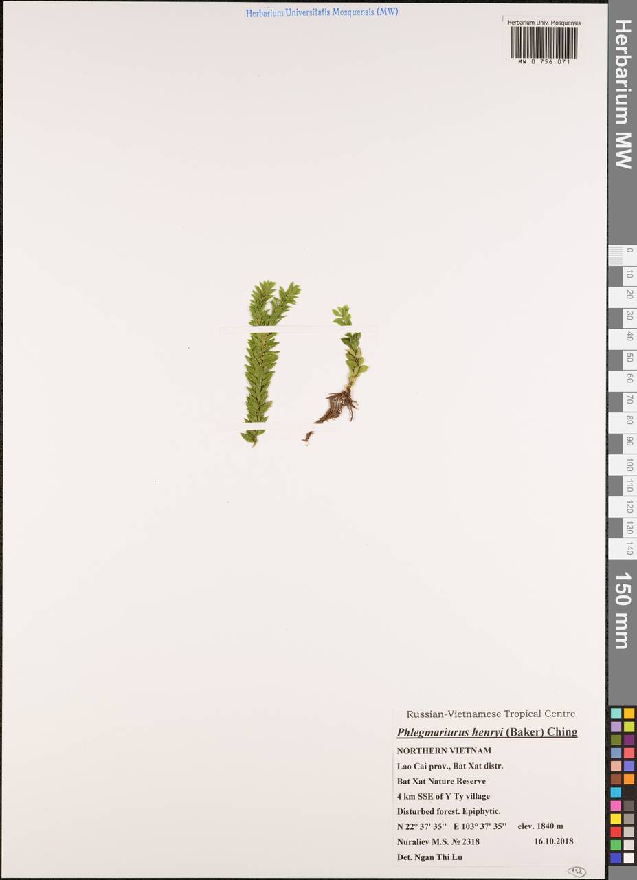 Phlegmariurus henryi (Baker) Ching, South Asia, South Asia (Asia outside ex-Soviet states and Mongolia) (ASIA) (Vietnam)