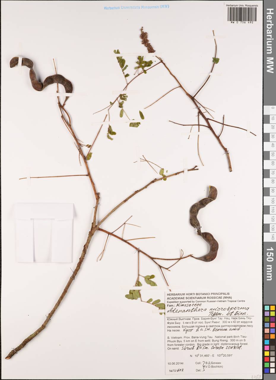 Adenanthera microsperma Teijsm. & Binn., South Asia, South Asia (Asia outside ex-Soviet states and Mongolia) (ASIA) (Vietnam)