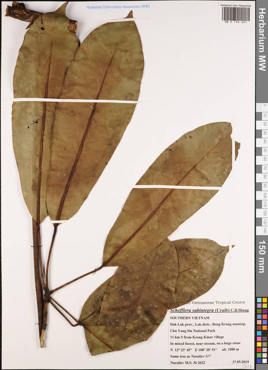 Heptapleurum subintegrum (Craib) G. M. Plunkett & Lowry, South Asia, South Asia (Asia outside ex-Soviet states and Mongolia) (ASIA) (Vietnam)