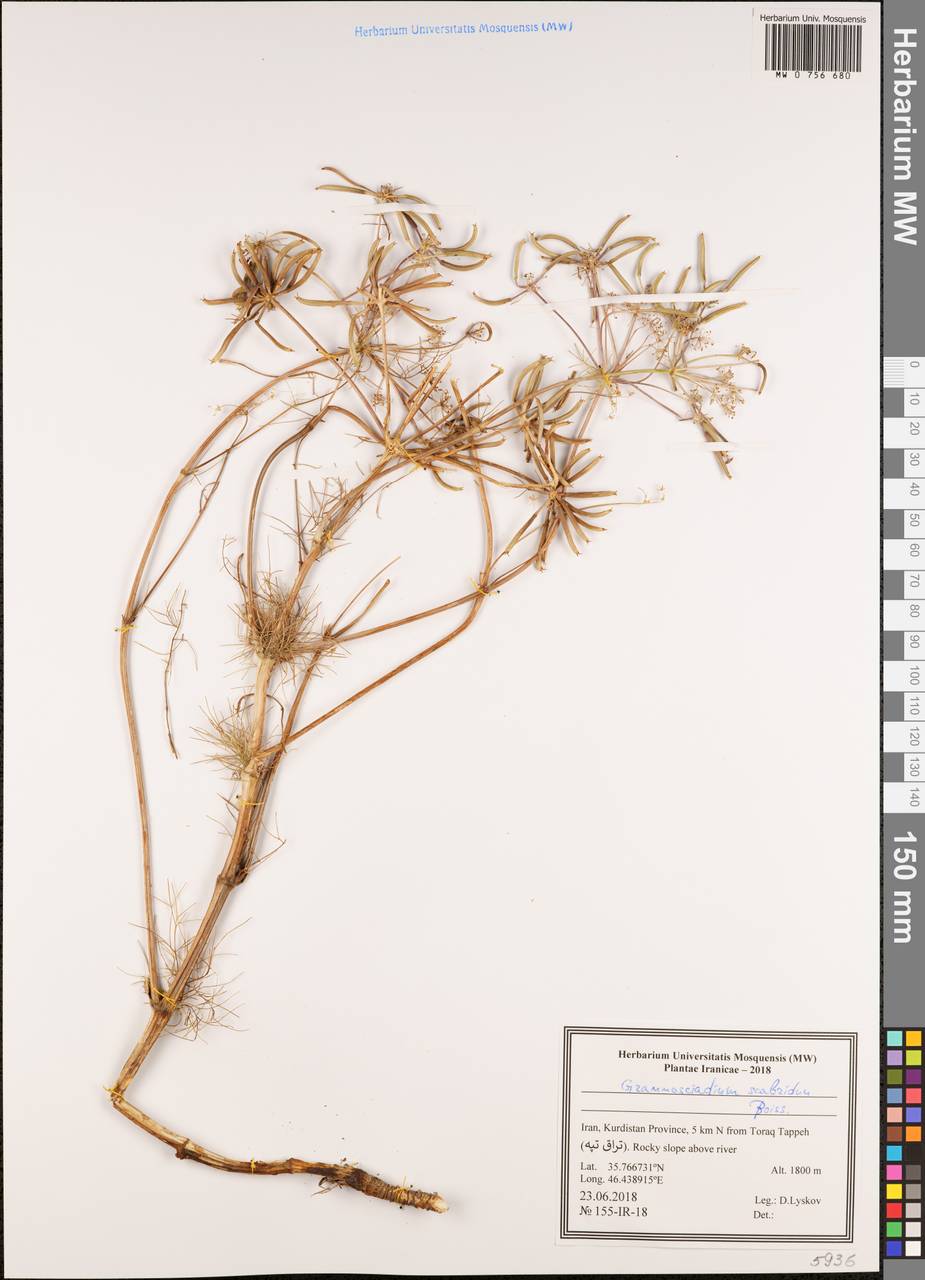 Grammosciadium scabridum Boiss., South Asia, South Asia (Asia outside ex-Soviet states and Mongolia) (ASIA) (Iran)