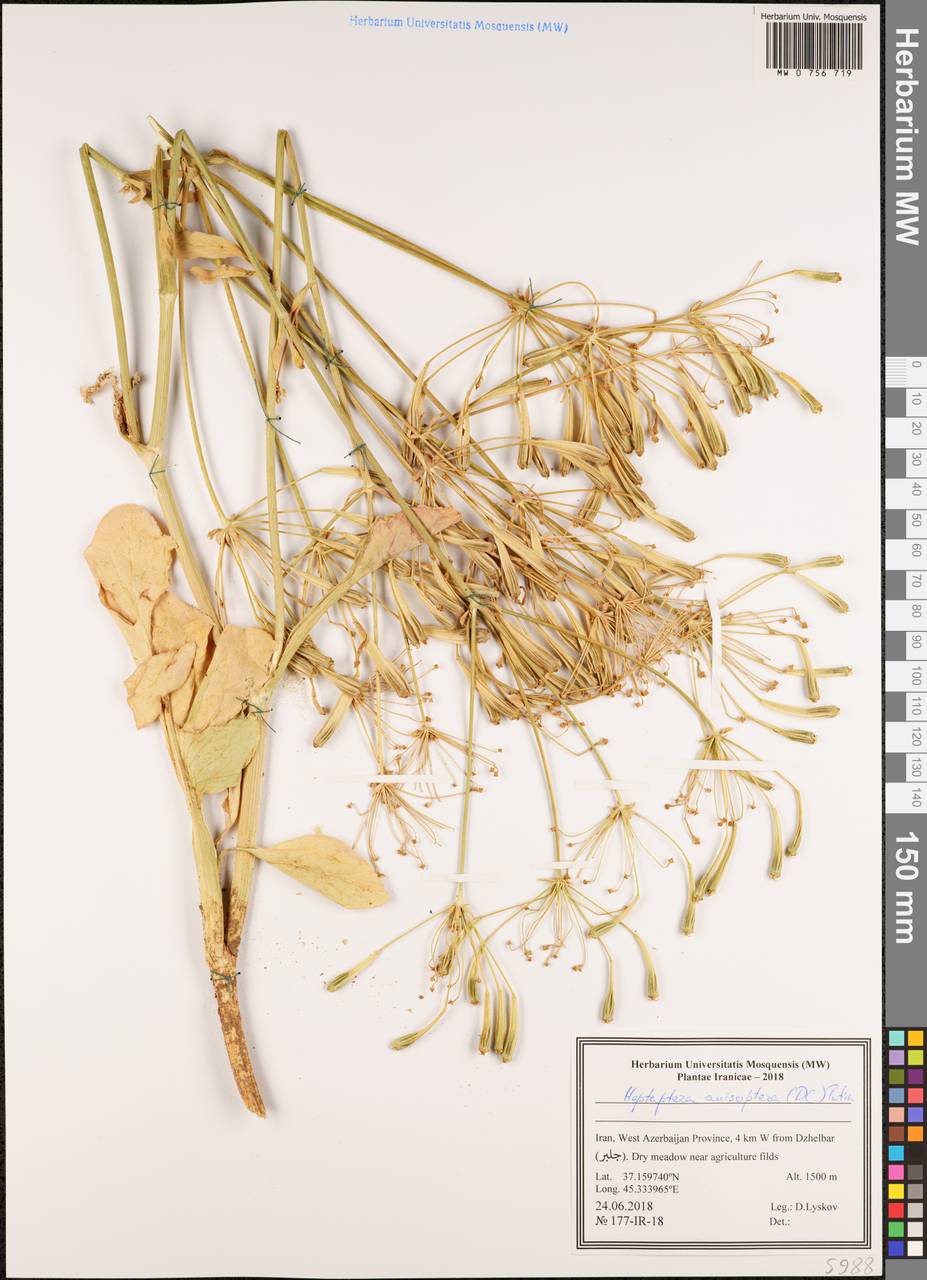 Heptaptera anisoptera (DC.) Tutin, South Asia, South Asia (Asia outside ex-Soviet states and Mongolia) (ASIA) (Iran)