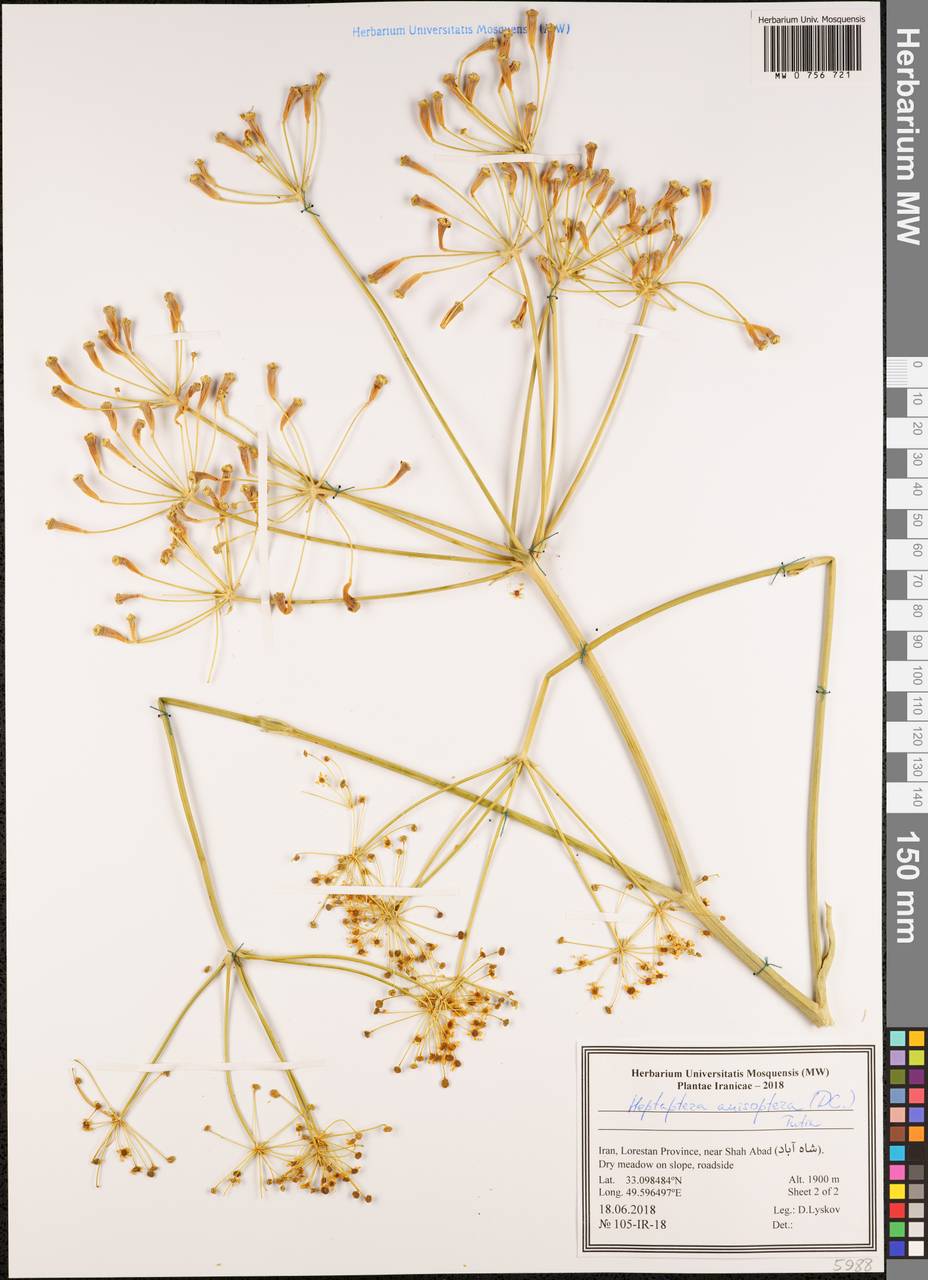 Heptaptera anisoptera (DC.) Tutin, South Asia, South Asia (Asia outside ex-Soviet states and Mongolia) (ASIA) (Iran)