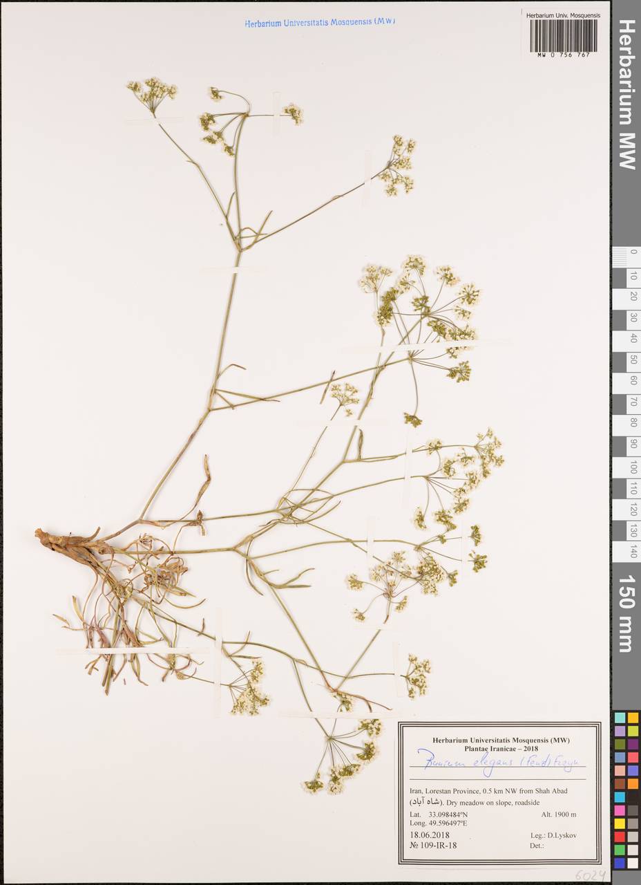 Bunium elegans (Fenzl) Freyn, South Asia, South Asia (Asia outside ex-Soviet states and Mongolia) (ASIA) (Iran)