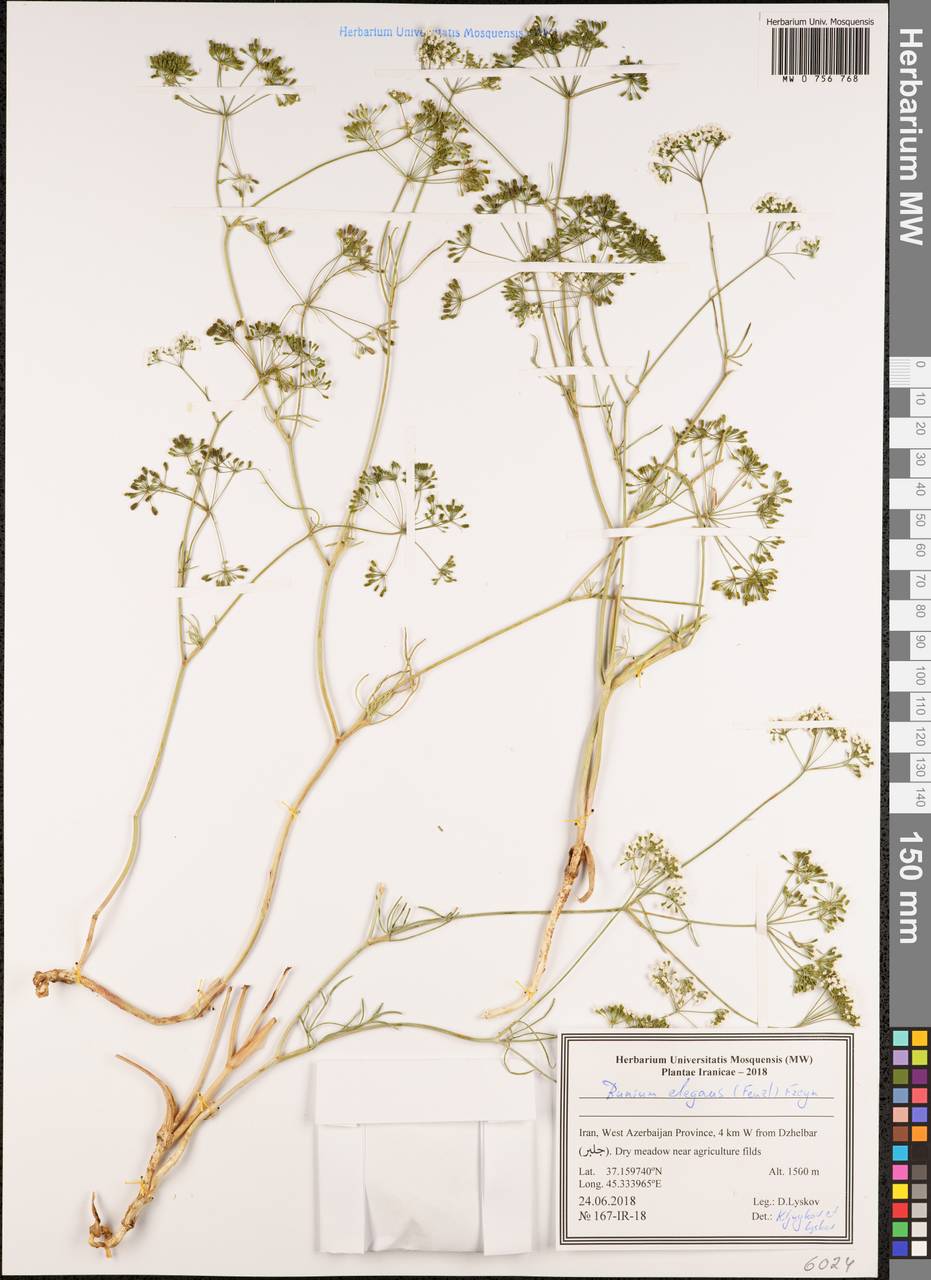 Bunium elegans (Fenzl) Freyn, South Asia, South Asia (Asia outside ex-Soviet states and Mongolia) (ASIA) (Iran)