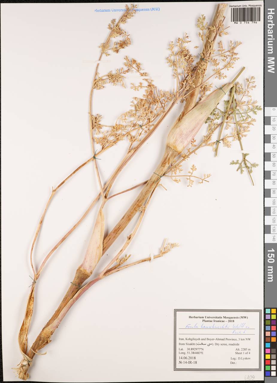 Ferula haussknechtii H.Wolff ex Rech.fil., South Asia, South Asia (Asia outside ex-Soviet states and Mongolia) (ASIA) (Iran)