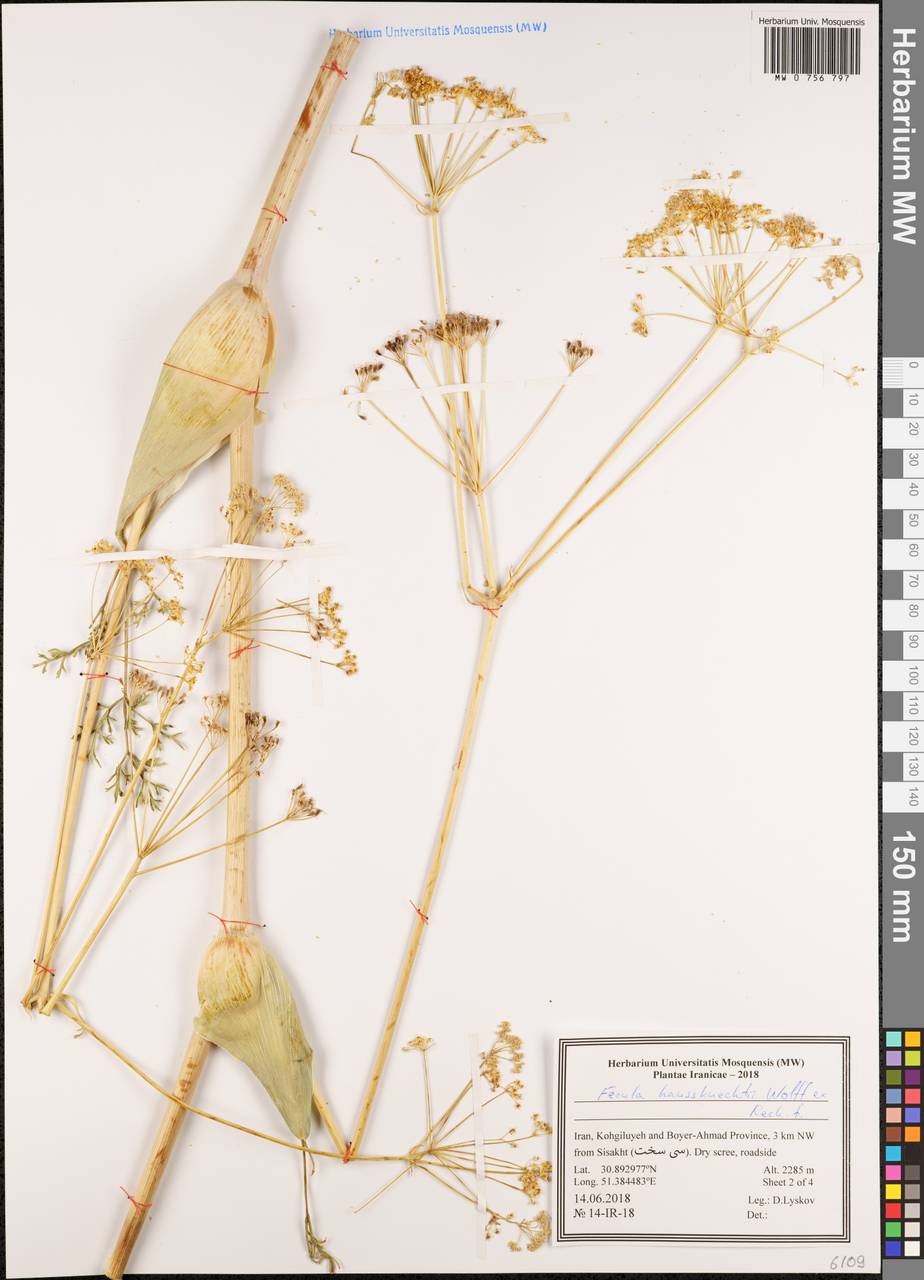 Ferula haussknechtii H.Wolff ex Rech.fil., South Asia, South Asia (Asia outside ex-Soviet states and Mongolia) (ASIA) (Iran)