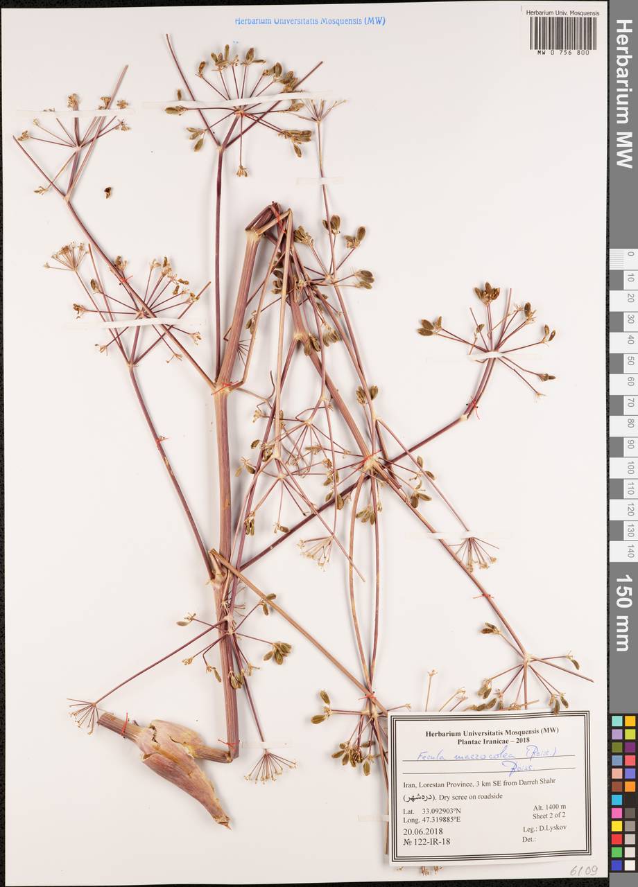 Ferula macrocolea (Boiss.) Boiss., South Asia, South Asia (Asia outside ex-Soviet states and Mongolia) (ASIA) (Iran)