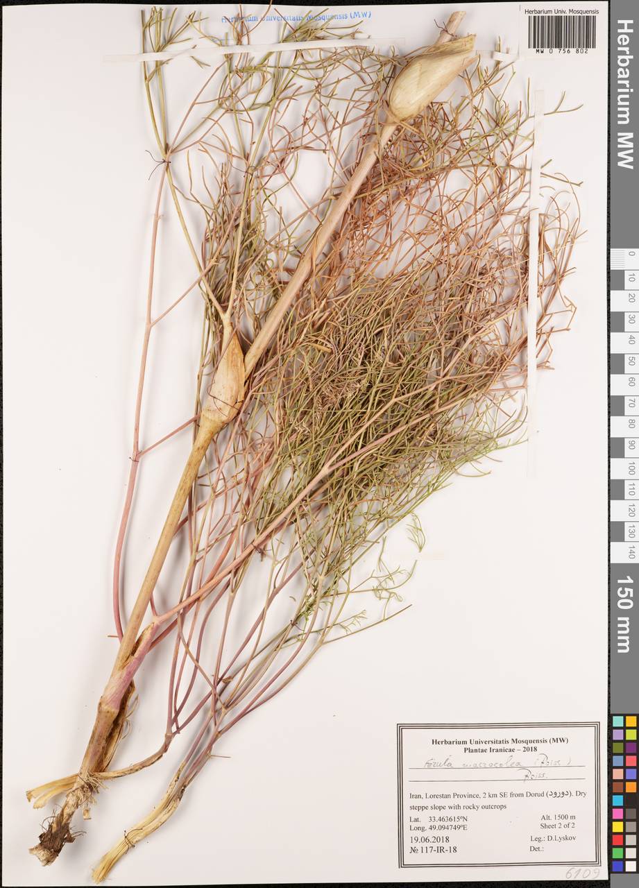 Ferula macrocolea (Boiss.) Boiss., South Asia, South Asia (Asia outside ex-Soviet states and Mongolia) (ASIA) (Iran)