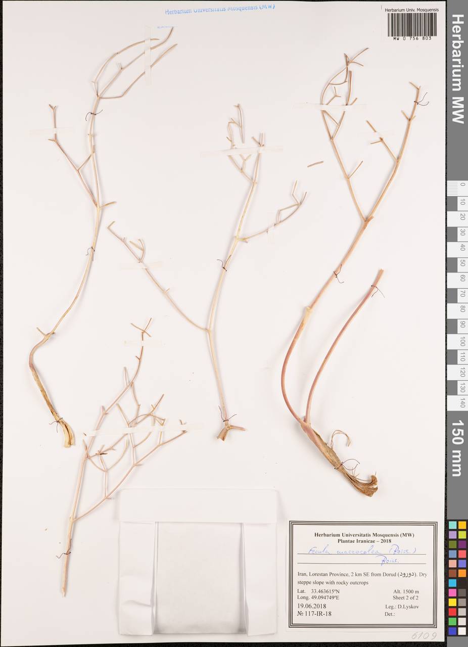 Ferula macrocolea (Boiss.) Boiss., South Asia, South Asia (Asia outside ex-Soviet states and Mongolia) (ASIA) (Iran)