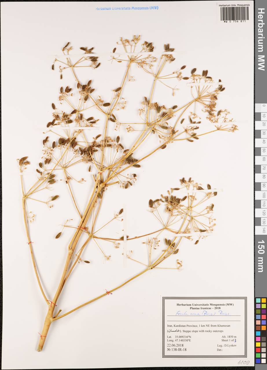 Ferula ovina (Boiss.) Boiss., South Asia, South Asia (Asia outside ex-Soviet states and Mongolia) (ASIA) (Iran)