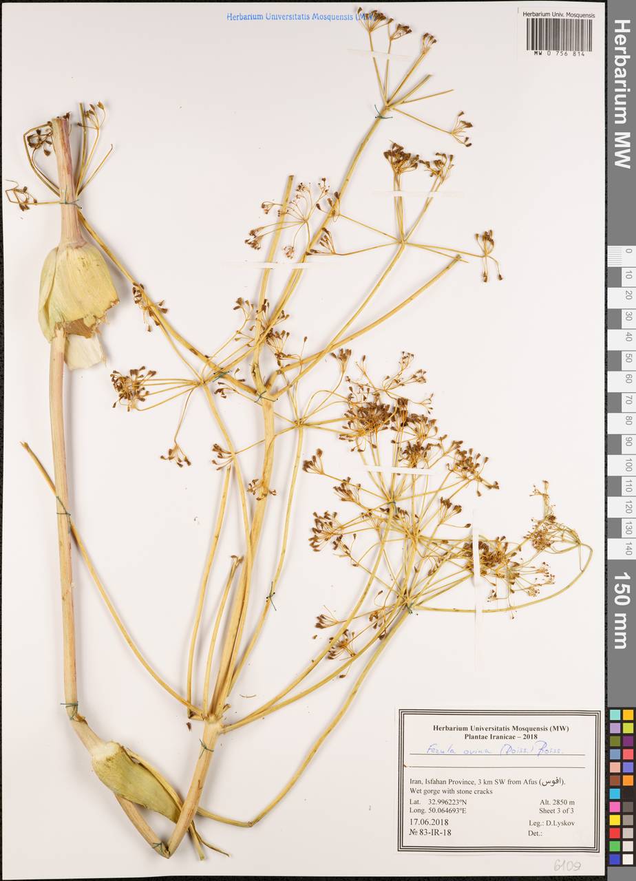 Ferula ovina (Boiss.) Boiss., South Asia, South Asia (Asia outside ex-Soviet states and Mongolia) (ASIA) (Iran)