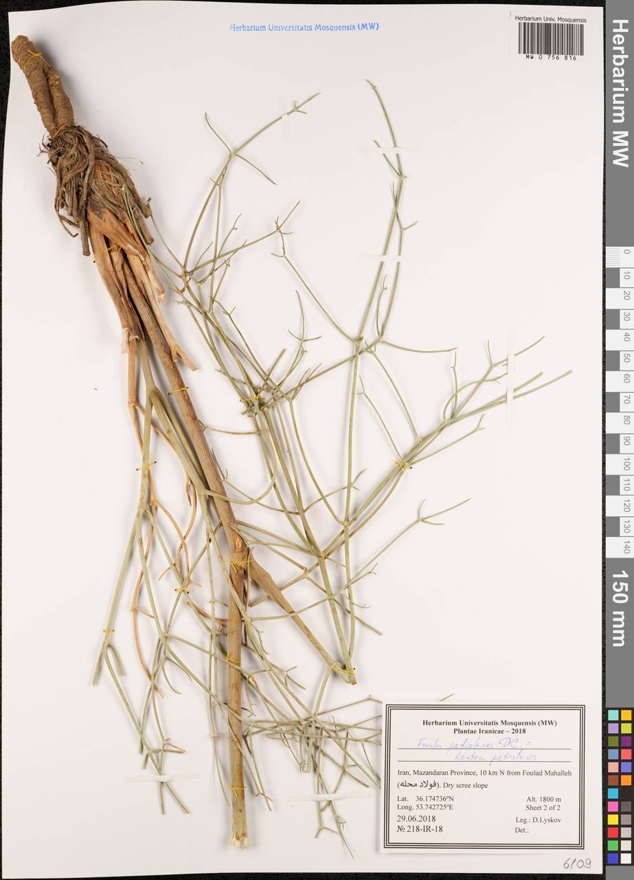 Leutea petiolaris (DC.) Pimenov, South Asia, South Asia (Asia outside ex-Soviet states and Mongolia) (ASIA) (Iran)