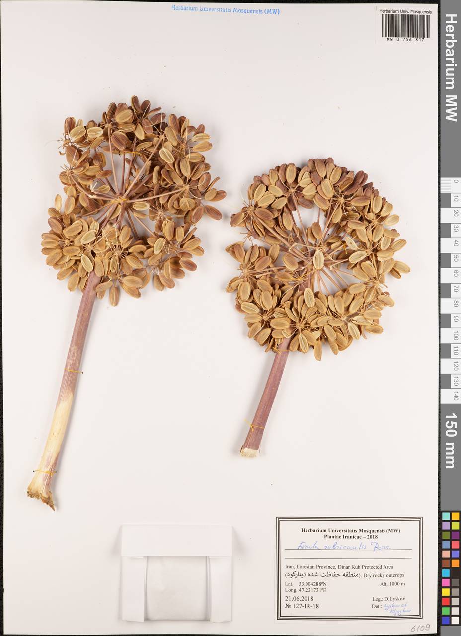 Ferula rubricaulis Boiss., South Asia, South Asia (Asia outside ex-Soviet states and Mongolia) (ASIA) (Iran)