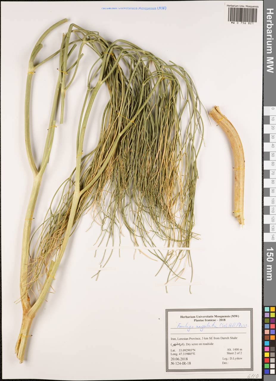 Ferulago angulata (Schltdl.) Boiss., South Asia, South Asia (Asia outside ex-Soviet states and Mongolia) (ASIA) (Iran)