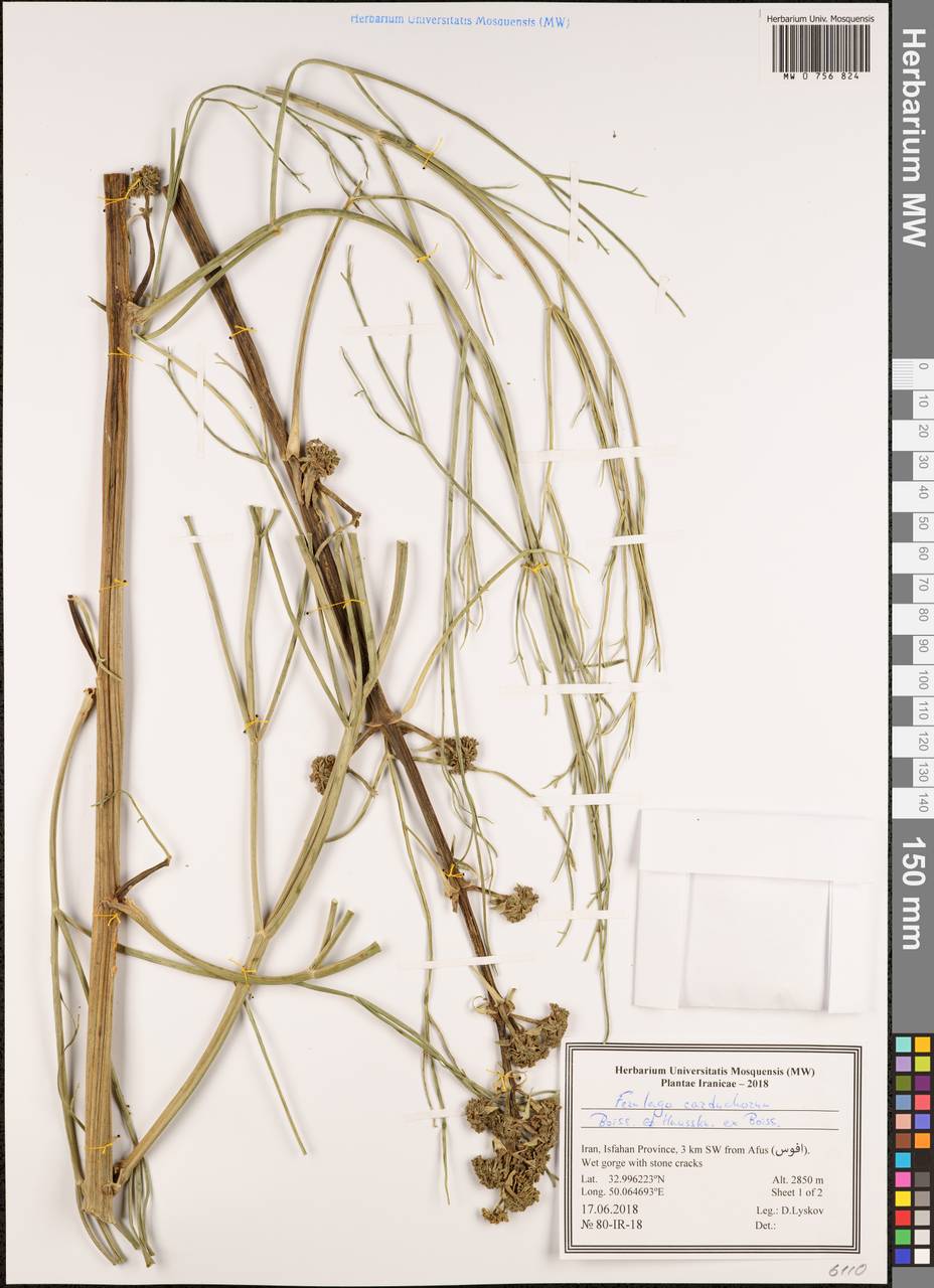 Ferulago carduchorum Boiss. & Hausskn., South Asia, South Asia (Asia outside ex-Soviet states and Mongolia) (ASIA) (Iran)