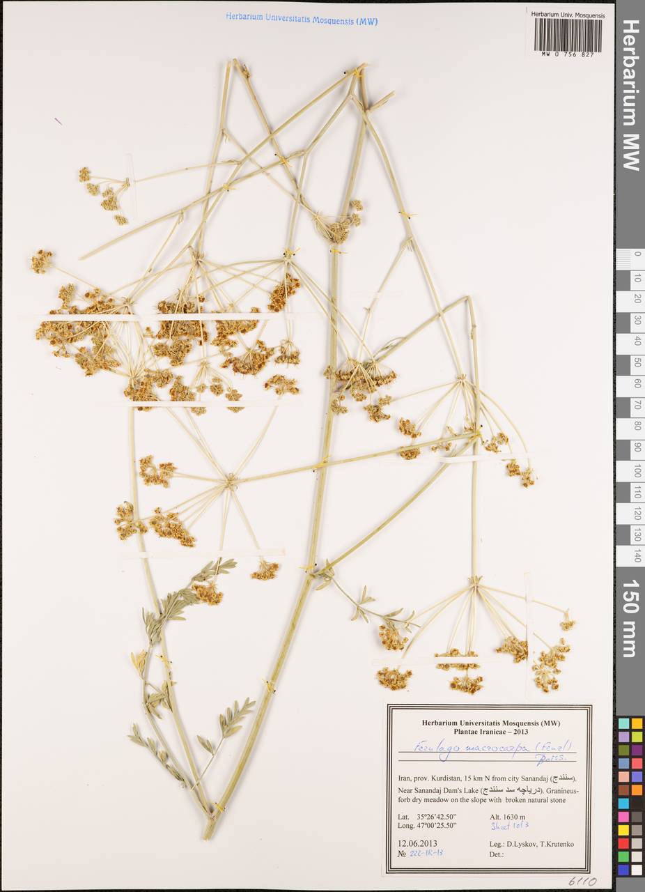 Ferulago macrocarpa (Fenzl) Boiss., South Asia, South Asia (Asia outside ex-Soviet states and Mongolia) (ASIA) (Iran)