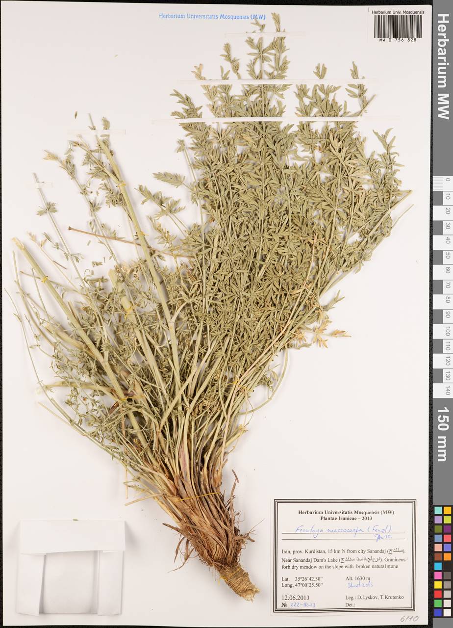 Ferulago macrocarpa (Fenzl) Boiss., South Asia, South Asia (Asia outside ex-Soviet states and Mongolia) (ASIA) (Iran)