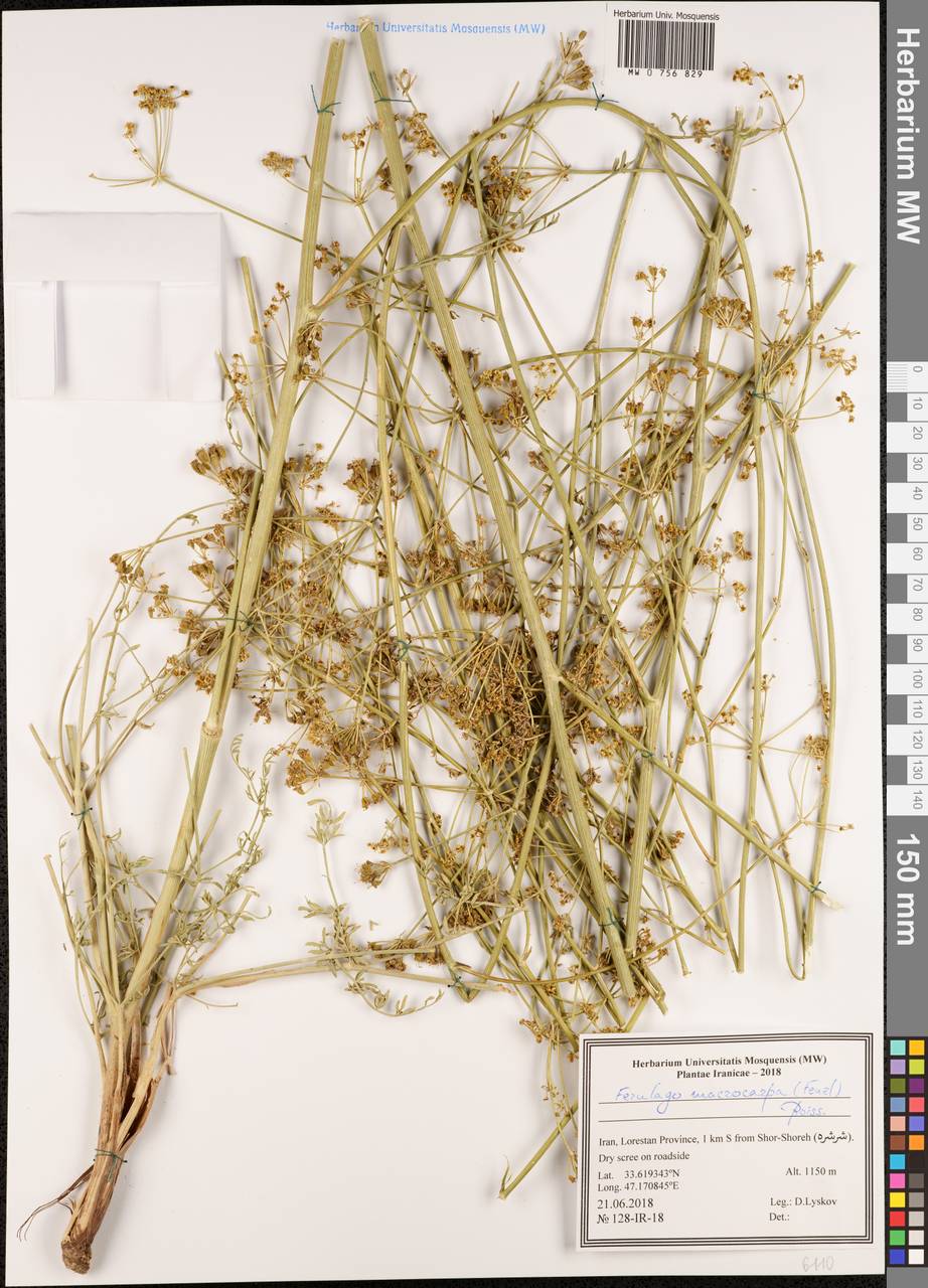 Ferulago macrocarpa (Fenzl) Boiss., South Asia, South Asia (Asia outside ex-Soviet states and Mongolia) (ASIA) (Iran)