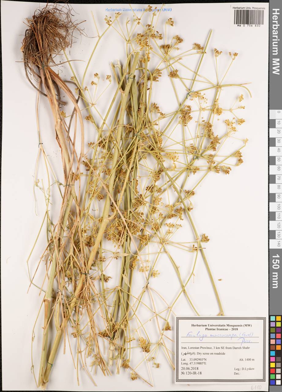 Ferulago macrocarpa (Fenzl) Boiss., South Asia, South Asia (Asia outside ex-Soviet states and Mongolia) (ASIA) (Iran)