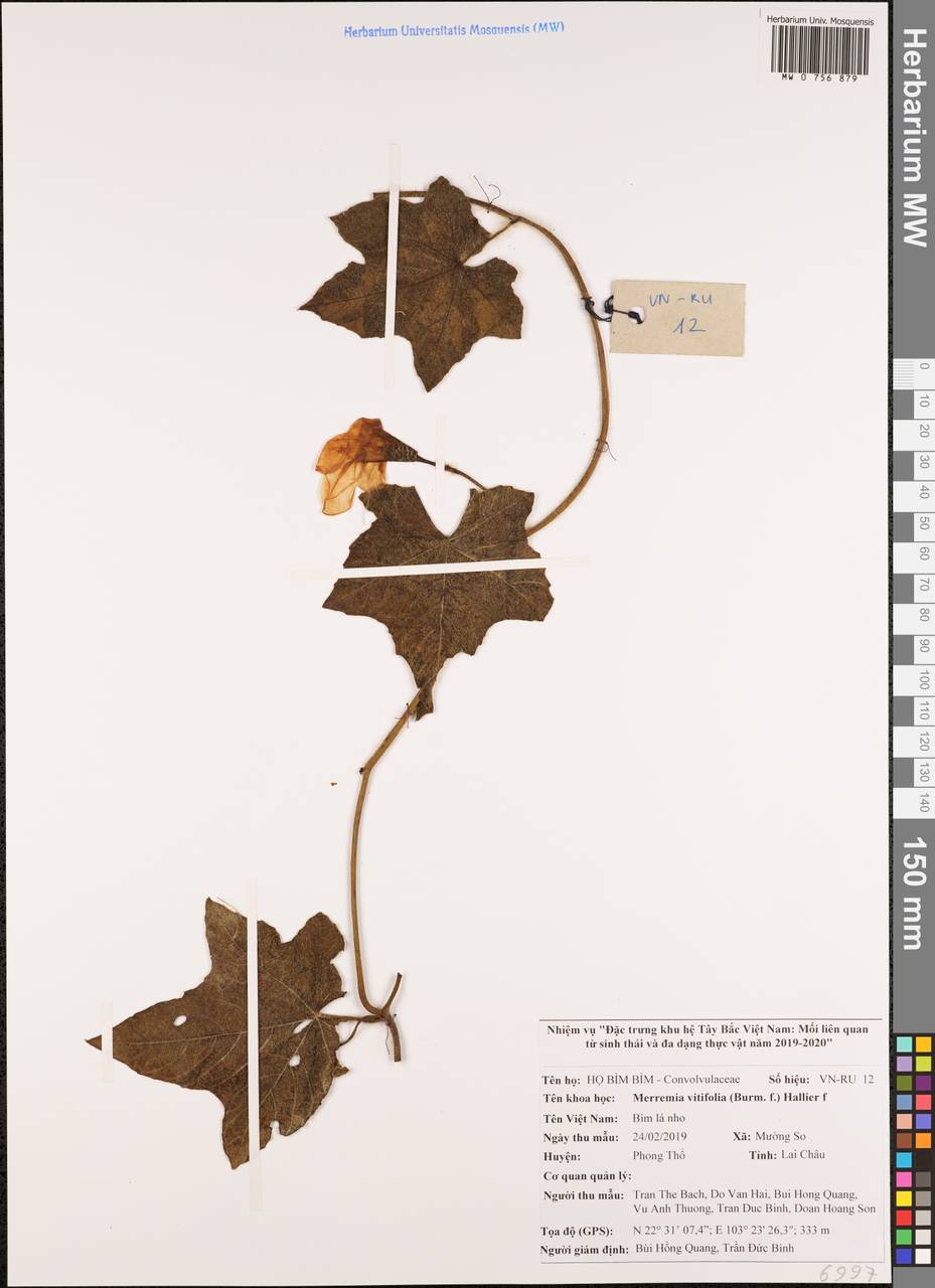 Camonea vitifolia (Burm.fil.) A.R.Simões & Staples, South Asia, South Asia (Asia outside ex-Soviet states and Mongolia) (ASIA) (Vietnam)