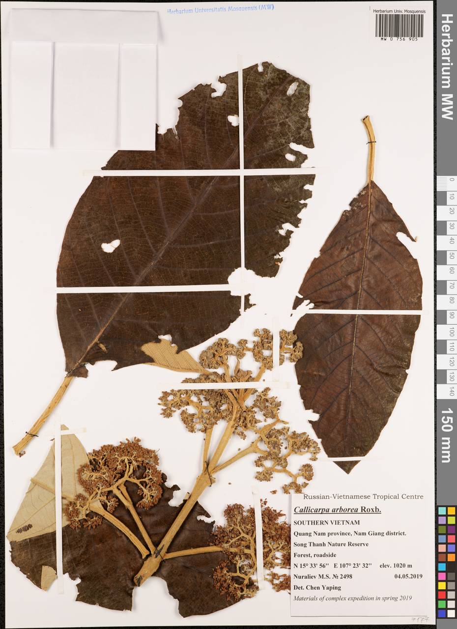Callicarpa arborea Roxb., South Asia, South Asia (Asia outside ex-Soviet states and Mongolia) (ASIA) (Vietnam)